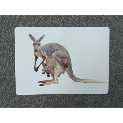 Flashcard Day Tre Theo Phuong Phap Glenn Doman Dong Vat Hoang Da 2020 The Candy 6930027d4fe4a